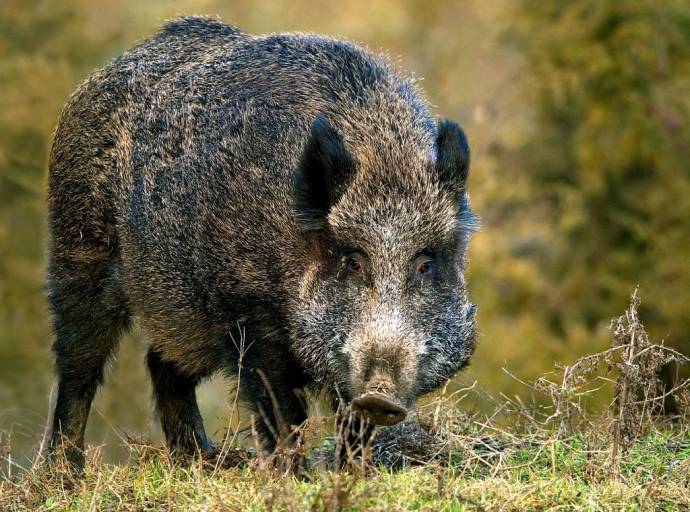 Fauna selvatica fuori controllo: oltre 4 milioni di euro di danni all’agricoltura piemontese nel 2023, allarme di Coldiretti sui costi per agricoltori e cittadini