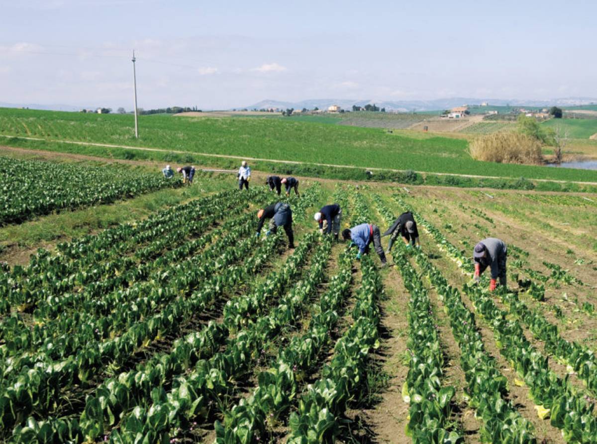 Piemonte, nasce il gruppo di lavoro regionale contro lo sfruttamento lavorativo: focus sul settore agricolo e sulle politiche attive