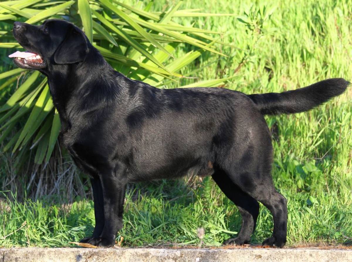 Trascinato sull’asfalto sotto il sole, ferito e disidratato: il labrador salvato da un gesto di coraggio e amore torna a sperare grazie ai volontari
