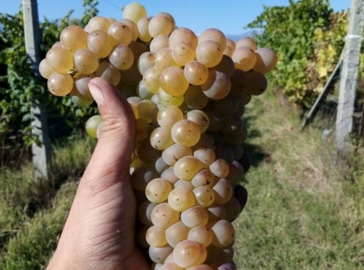 San Giorgio Canavese: tra natura e parole, un "Solstizio letterario" alla Cascina Caretto con Debora Bocchiardo