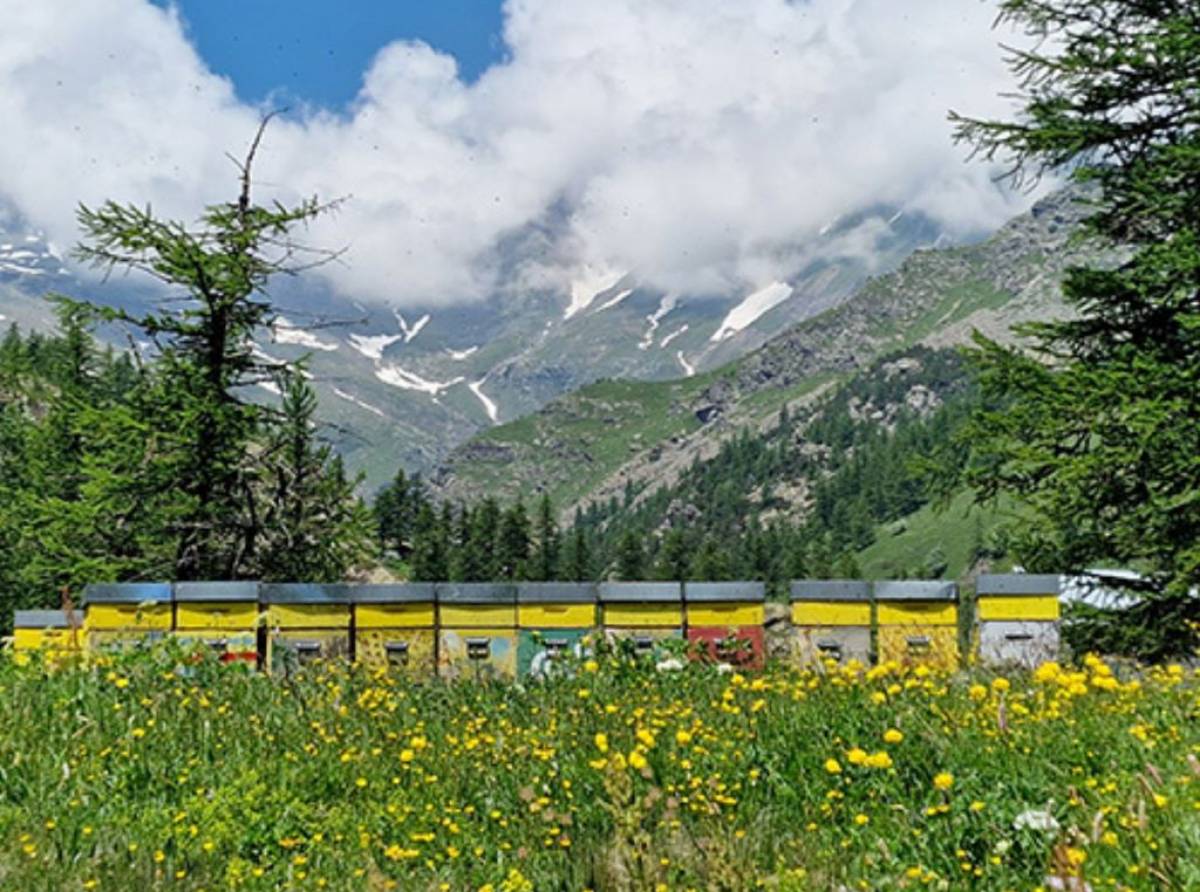 Dalle valli alle vette: la transumanza delle api piemontesi tra fioriture alpine, sfide climatiche e minacce artificiali