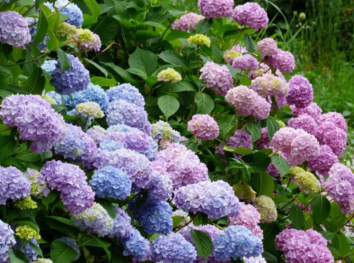 L’estate che non ci appartiene: piante e clima estremo, un equilibrio in crisi e sempre più fragile