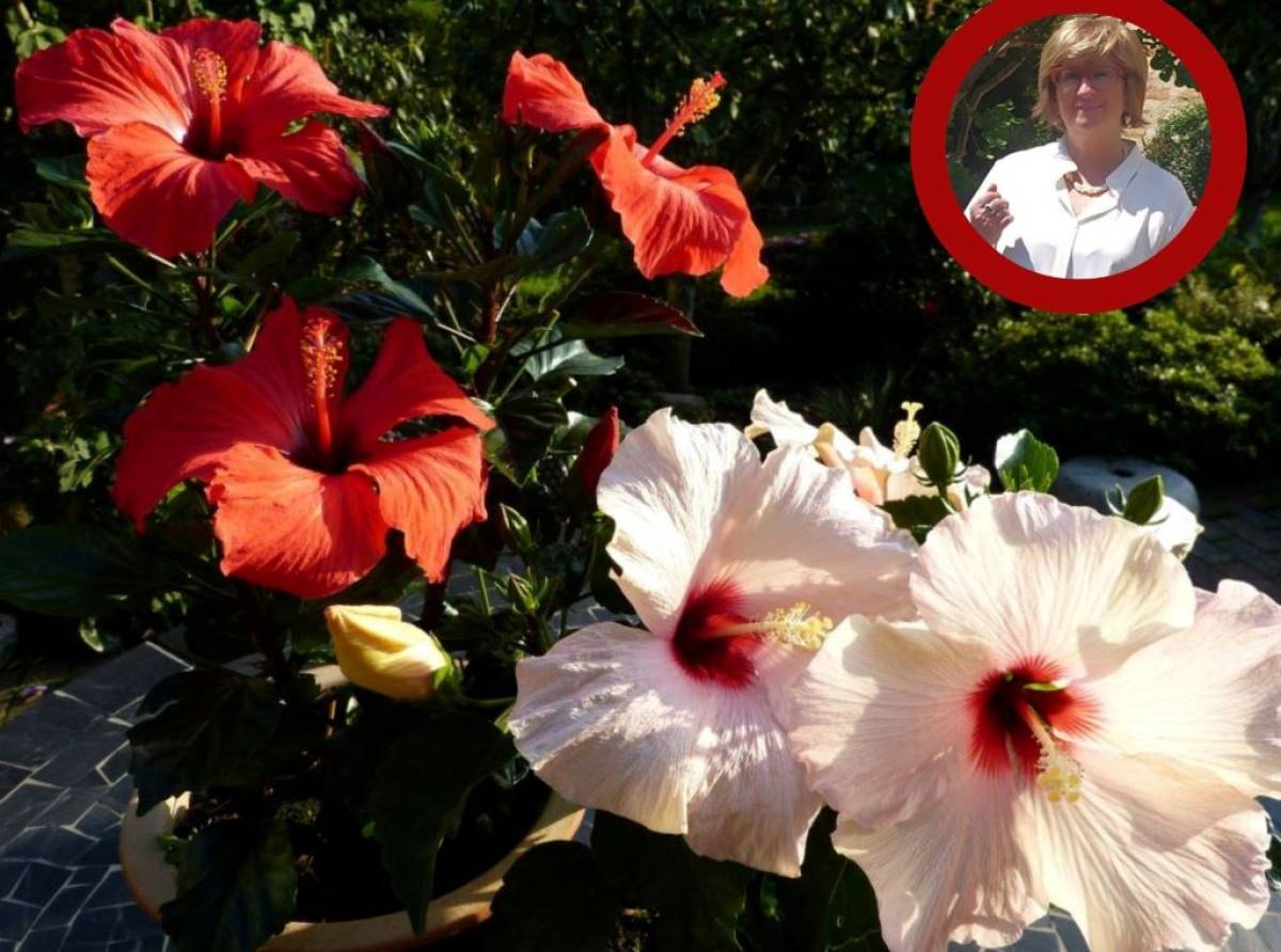 Dalla Polinesia ai nostri giardini e terrazzi, il colore e la meraviglia dell'ibiscus, la pianta dell'estate