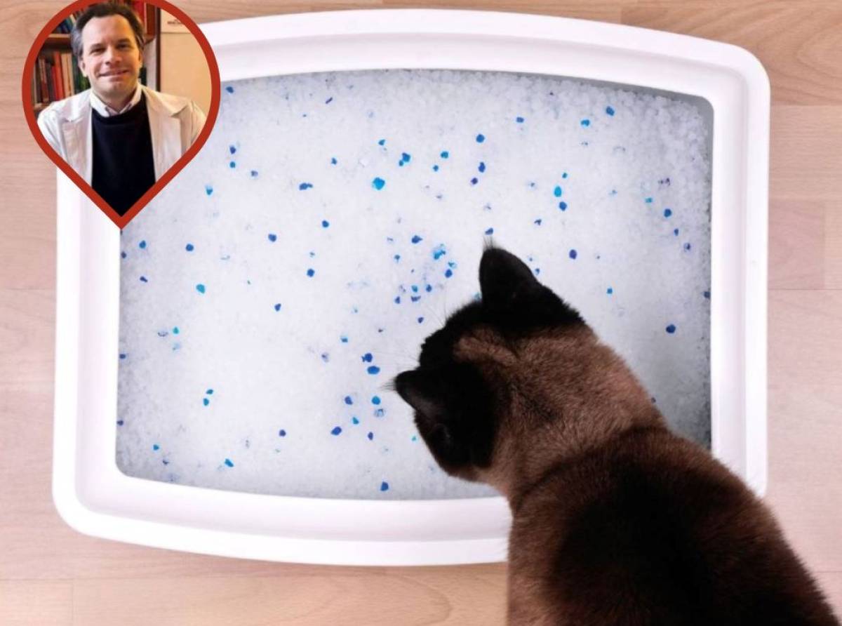 Le malattie urinarie nel gatto. Sono infezioni sono molto comuni e dolorose per i nostri pelosetti