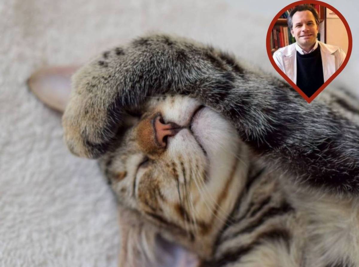 Se il gatto non mangia, perde peso, dorme sempre ed è disidrato, potrebbe avere la pancreatite