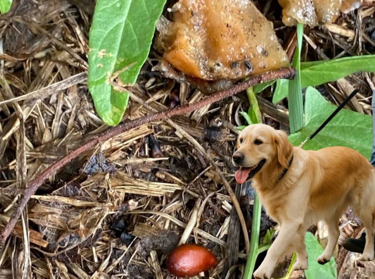 Trappole mortali nei parchi: bocconi avvelenati seminano il panico tra i proprietari di cani