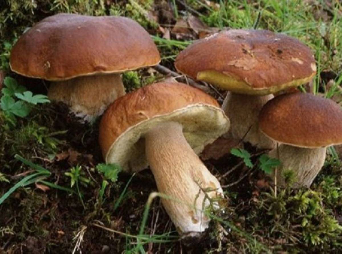 Cossano Canavese celebra i sapori d’autunno: weekend tra bulè, tradizioni e spettacoli alla Sagra del Fungo