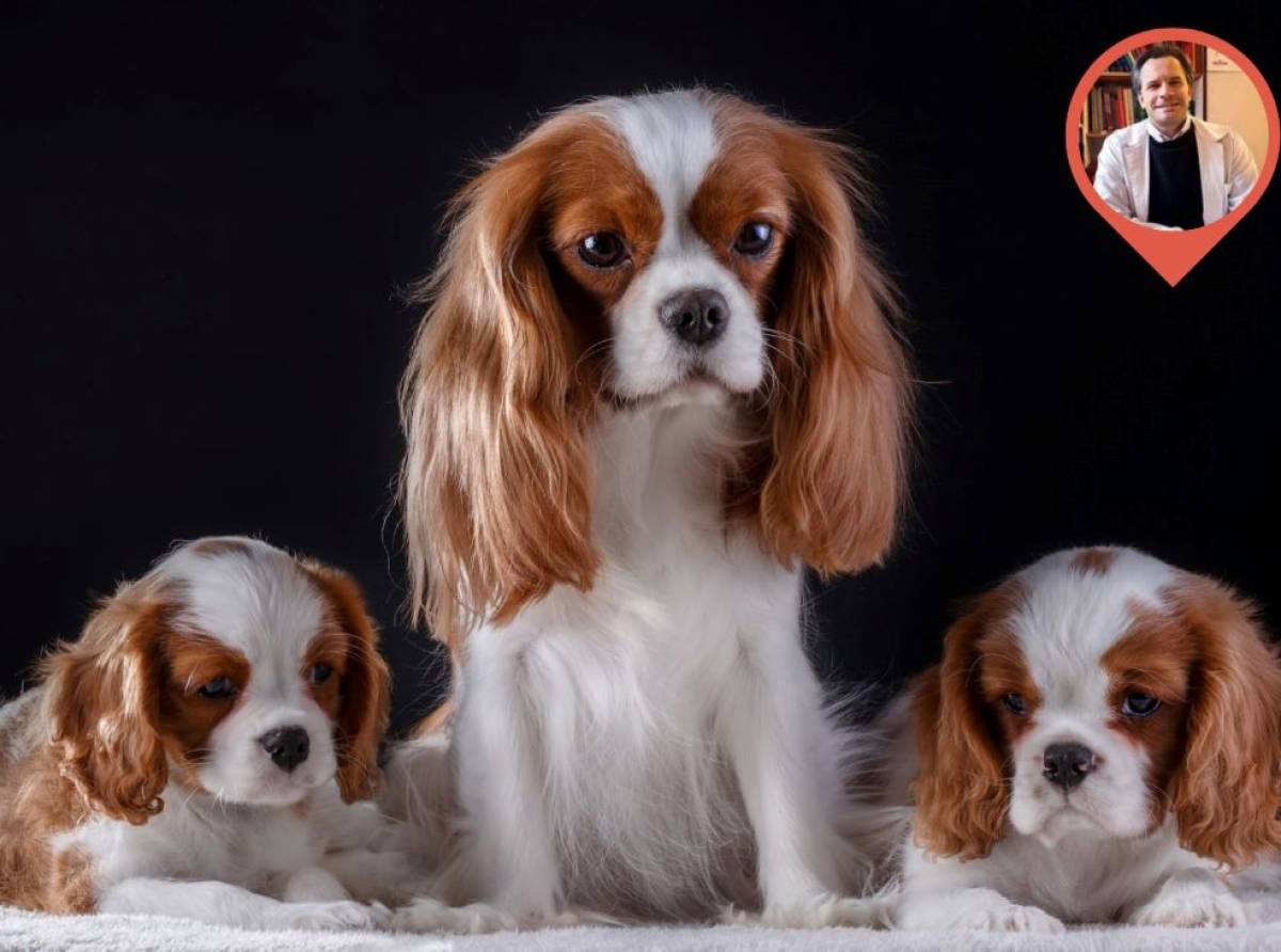 Endocardiosi valvolare: la minaccia silenziosa per i cani di piccola taglia, in particolare i Cavalier King Charles Spaniel
