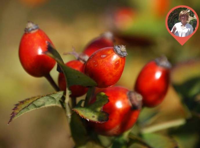 Arbusti da fiore: il mansionario autunnale per piante sane, resistenti e pronte a rifiorire con splendore in primavera