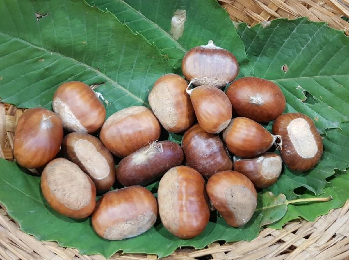 Castagne Piemonte 2025: raccolto eccezionale nel Torinese, Coldiretti invita a rispettare i castagneti