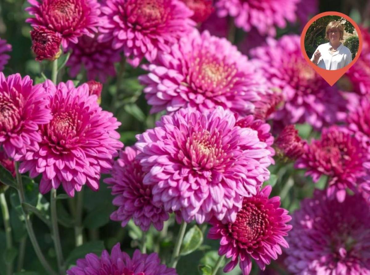 Crisantemo, la magia del re dei fiori d'autunno. E in cucina tante verdure semplici e salutari