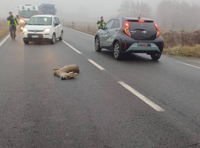 Volpiano, capriolo adulto travolto all’alba in via Torino: l’altra faccia di una convivenza sempre più difficile 
