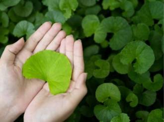 Centella asiatica: la pianta officinale che rigenera pelle e microcircolo tra scienza botanica e tradizione millenaria