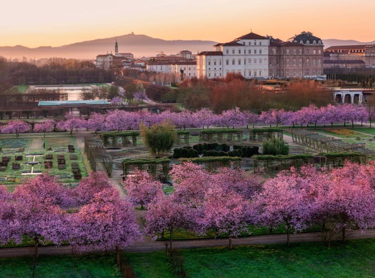 Ciliegi in fiore alla Reggia di Venaria 2026: eventi, aperture serali e matsuri contemporaneo tra yoga, musica e hanami 