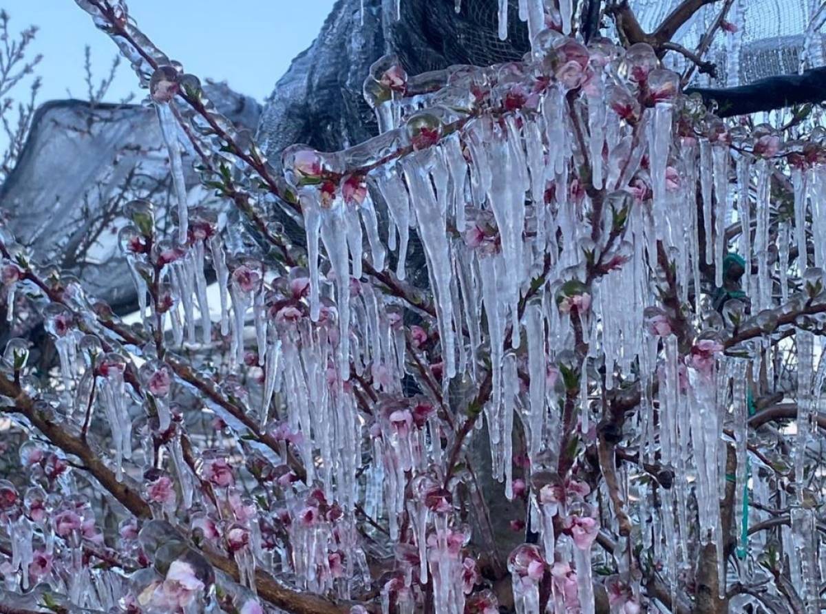 Emergenza gelate e cambiamento climatico: frutticoltori schiacciati da costi in aumento e raccolti a rischio 