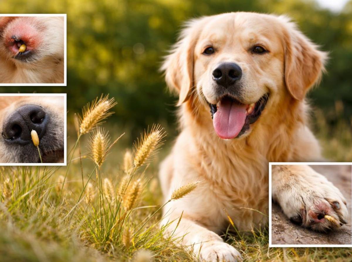 Forasacchi: l'"insidia verde" per i cani. Come proteggere il proprio amico a quattro zampe