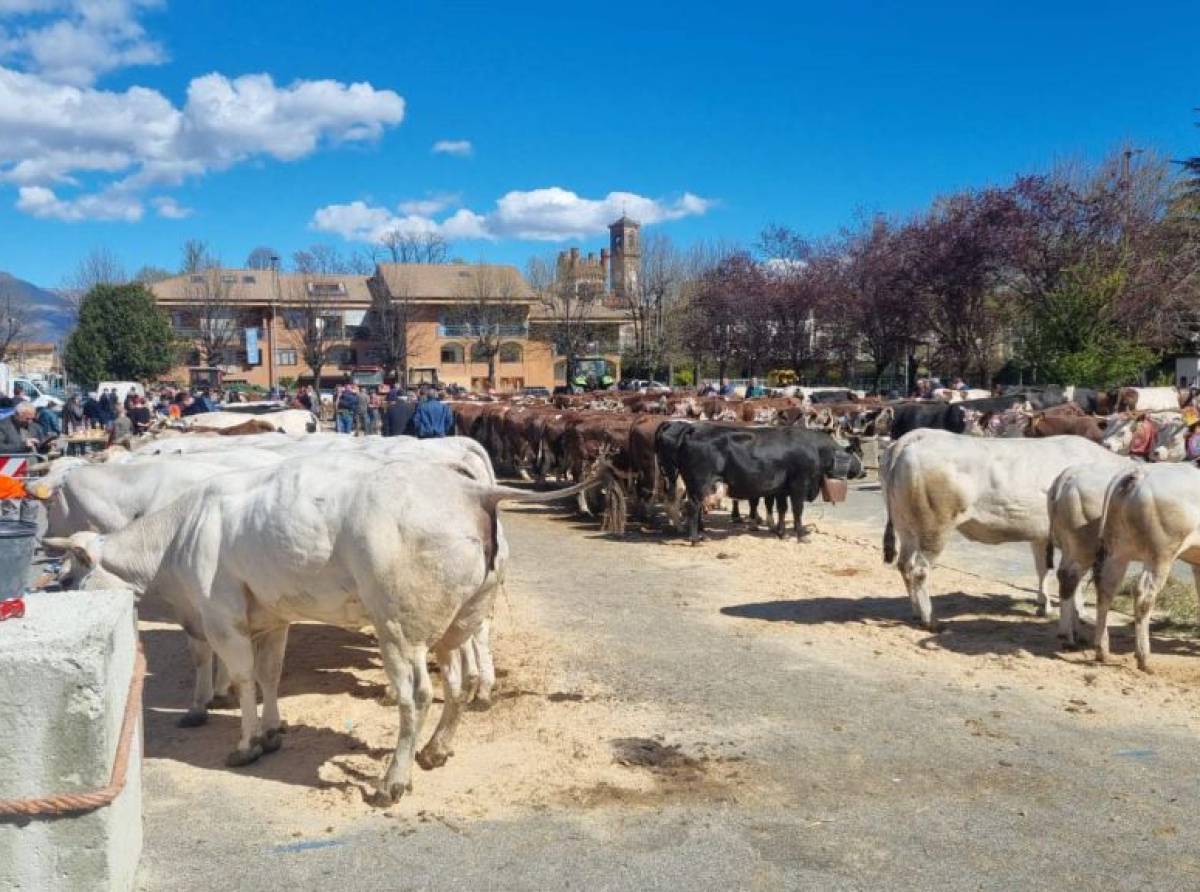 Favria celebra la tradizione: torna la Fiera di Sant’Isidoro, quattro giorni tra agricoltura, gusto e musica