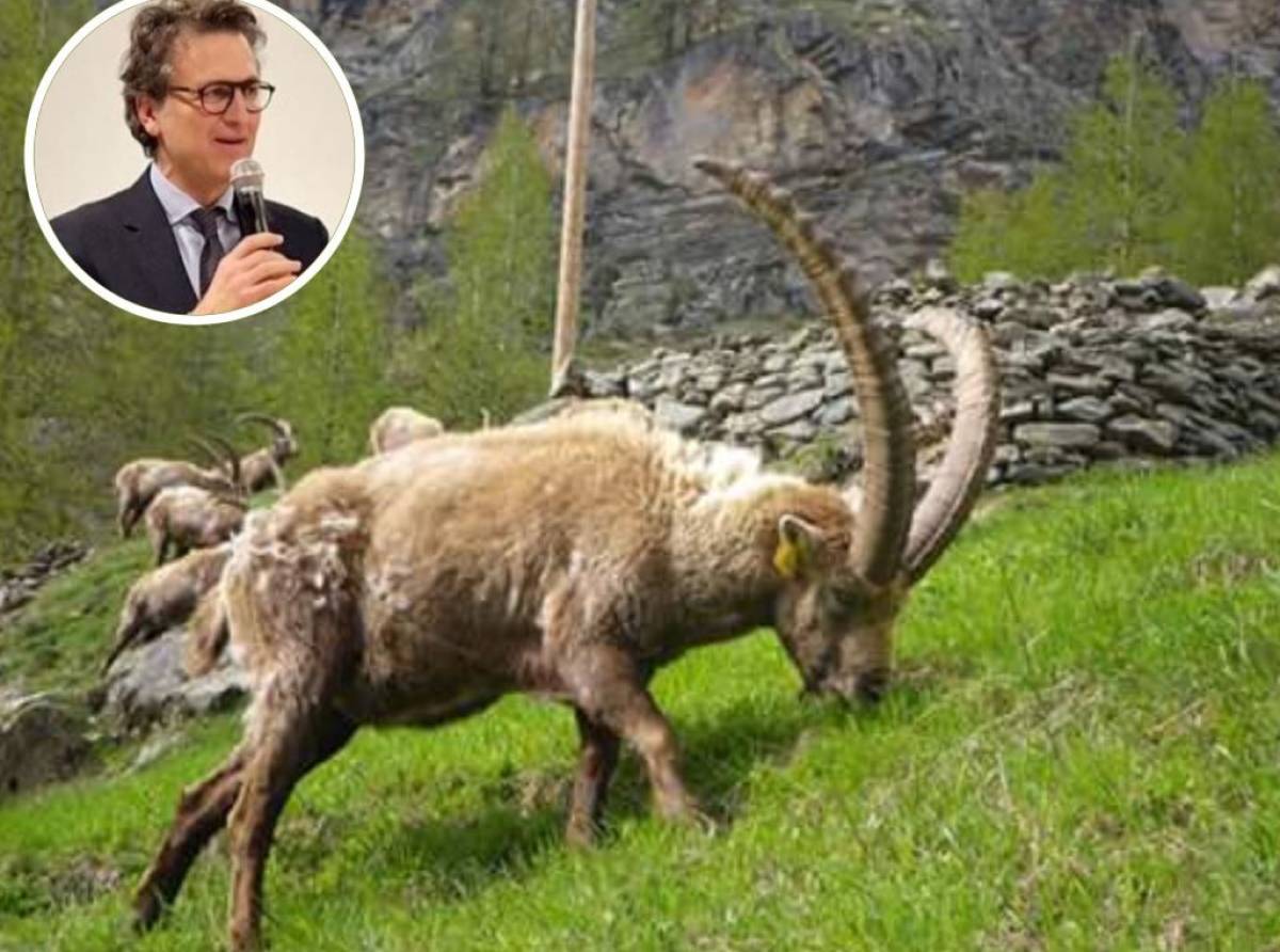 Gran Paradiso, scontro sulla caccia allo stambecco: Avetta (PD): “Così si tradisce la storia del Parco”. 