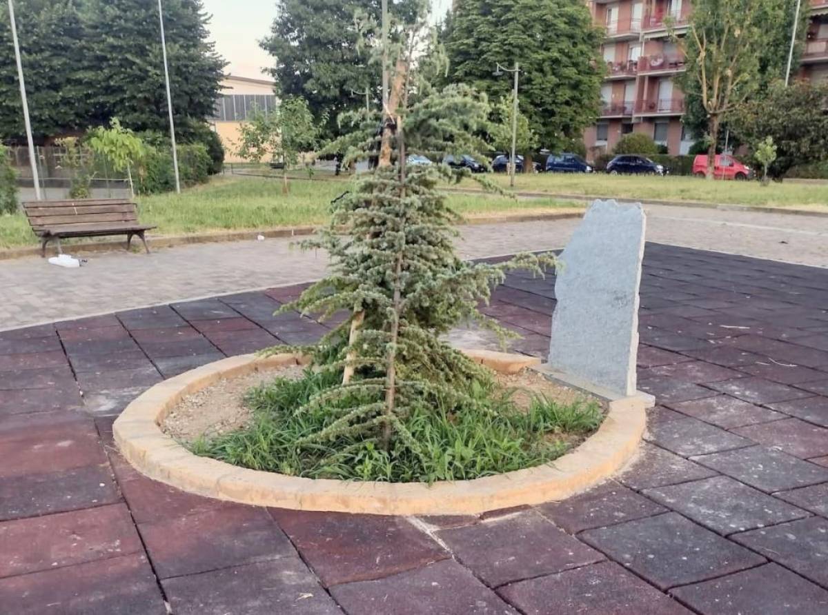 Risolto il caso del Cedro della Pace: non è stato vandalismo ma un evento naturale. La conferma dalle telecamere