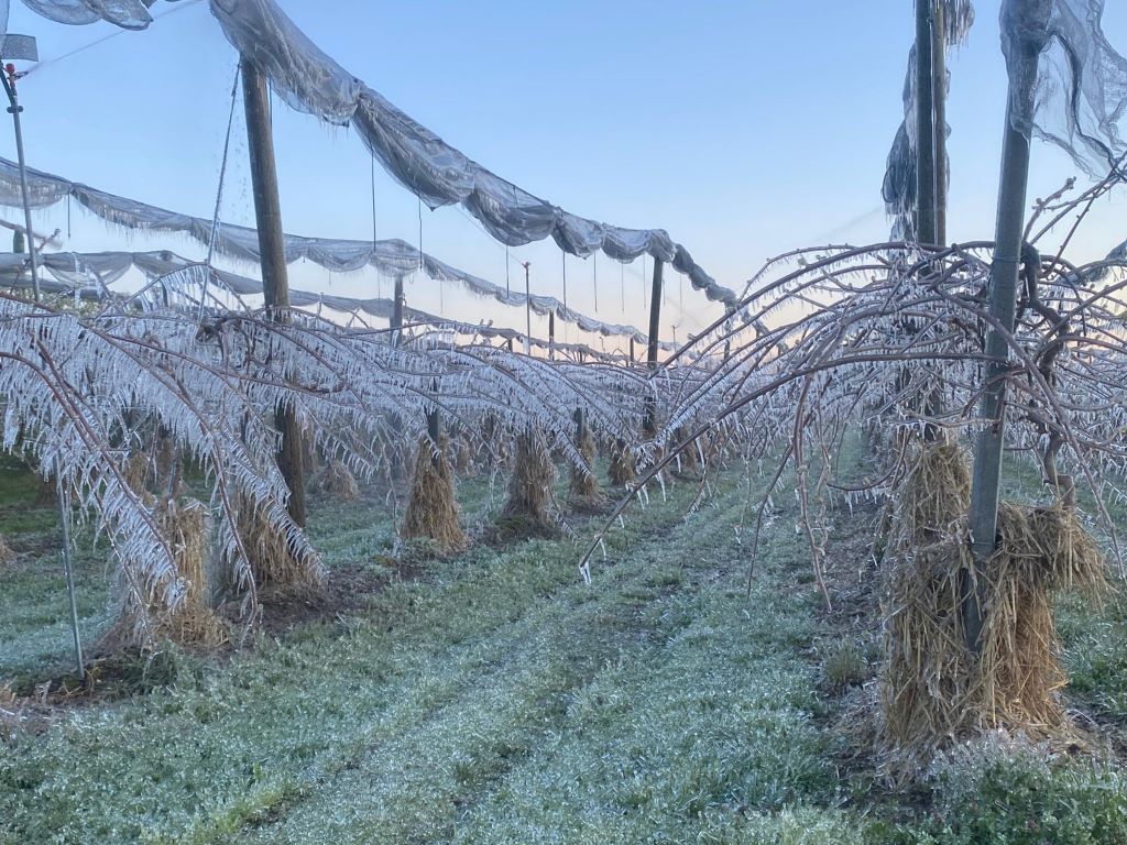 agricoltura gelate primaverili rischio futticoltura