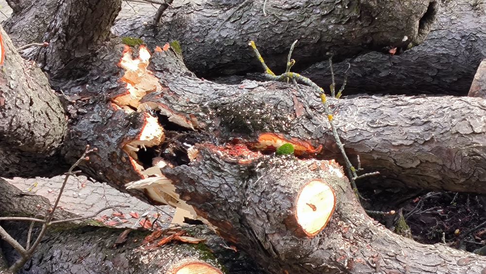 San Mauro caduta ippocastano