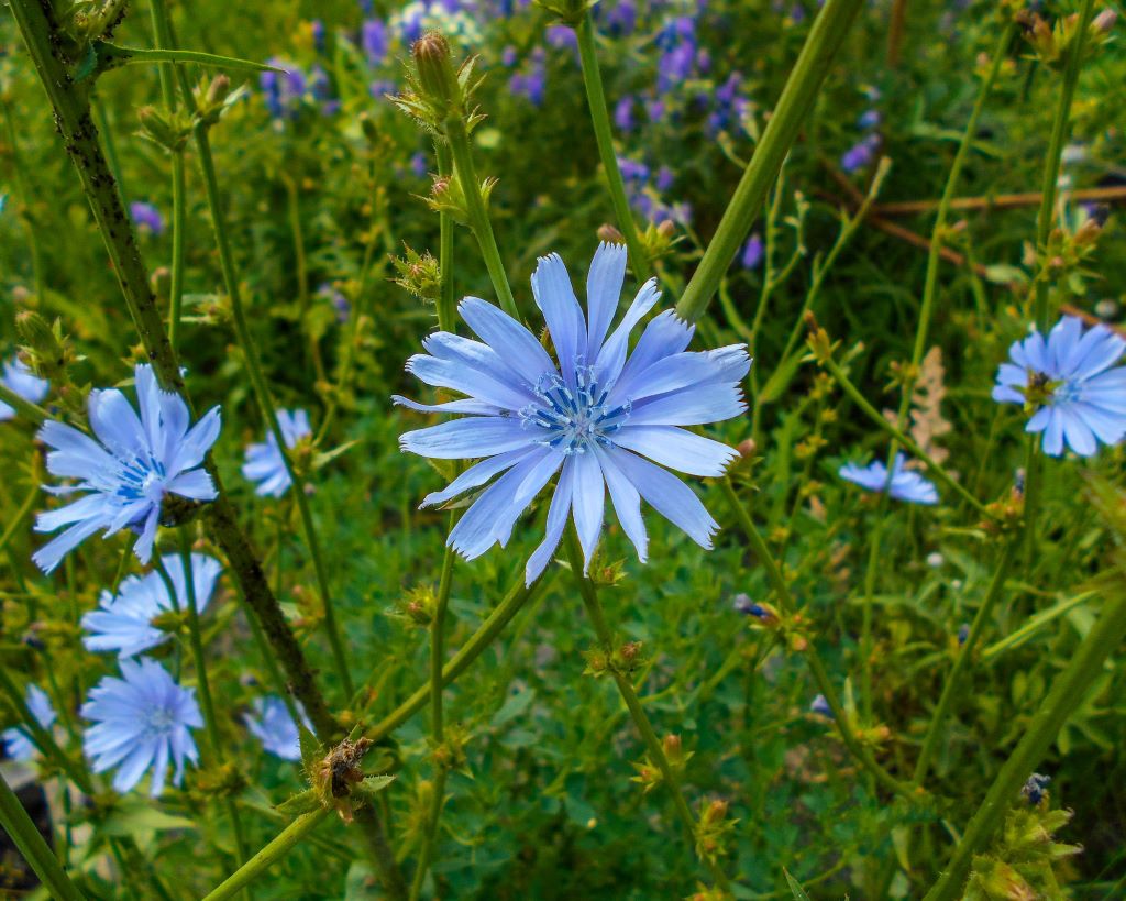 cicoria erba spontanea 1