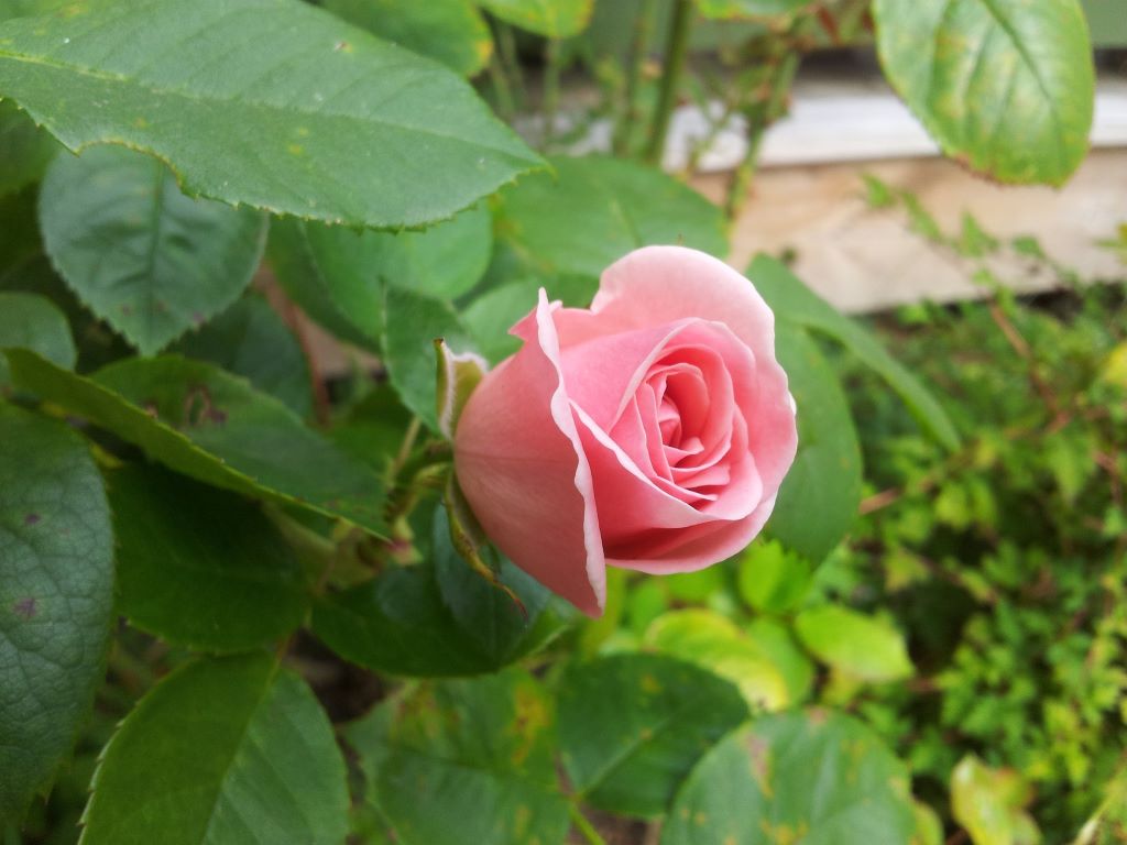 rosa giadino
