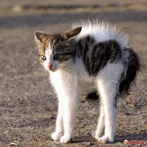 gatto arrabbiato jpeg